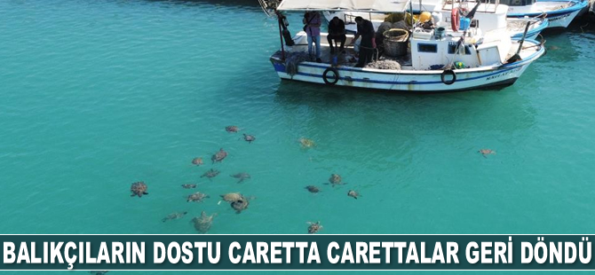 Balıkçıların dostu caretta carettalar geri döndü