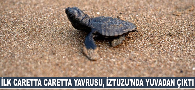 İlk caretta caretta yavrusu, İztuzu'nda yuvadan çıktı