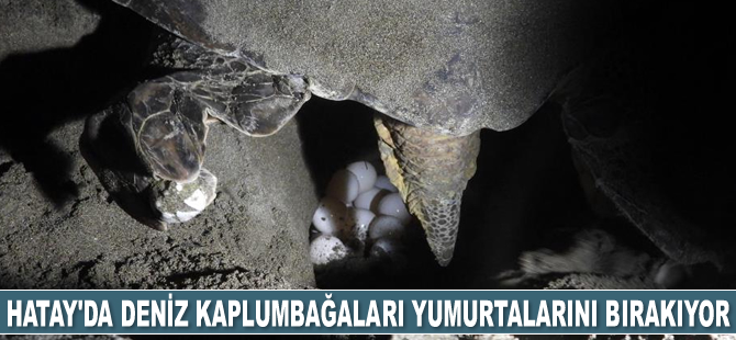 Hatay’da deniz kaplumbağaları yumurtalarını bırakıyor