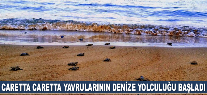 Caretta caretta yavrularının denize yolculuğu başladı