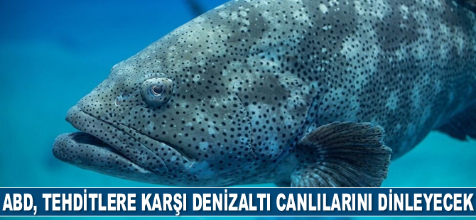 ABD, tehditlere karşı denizaltı canlılarını dinleyecek