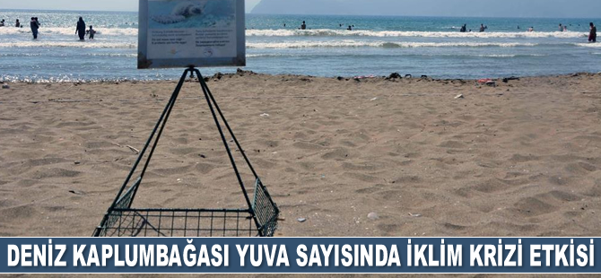 Caretta caretta yuva sayısı geçen yıla oranla düştü