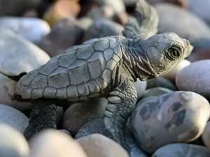 Caretta caretta yavruları, mavi sularla buluşmaya başladı