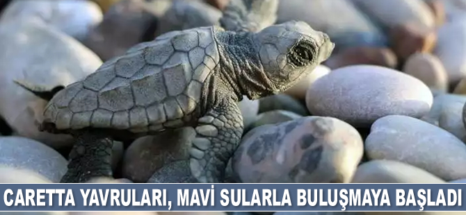 Caretta caretta yavruları, mavi sularla buluşmaya başladı