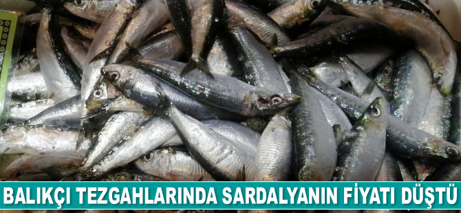 Balıkçı tezgahlarında sardalyanın fiyatı düştü