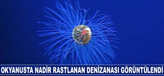 Hint Okyanusu’nda nadir rastlanan denizanası görüntülendi