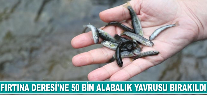 Fırtına Deresi'ne 50 bin adet kırmızı benekli alabalık yavrusu bırakıldı