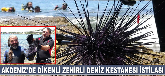 Akdeniz'de dikenli zehirli deniz kestanesi istilası sürüyor