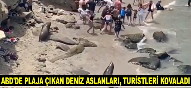 ABD’de plaja çıkan deniz aslanları, turistleri kovaladı