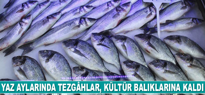 Yaz aylarında tezgâhlar, kültür balıklarına kaldı