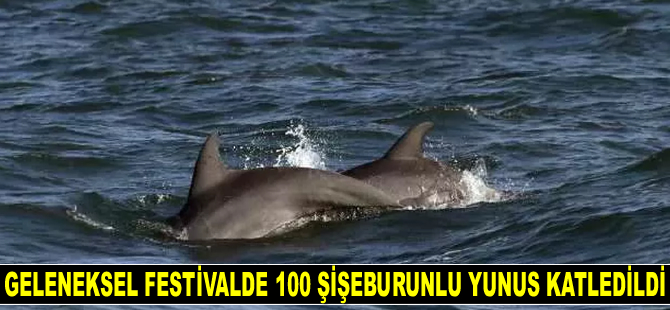 Geleneksel festivalde 100 adet şişeburunlu yunus katledildi