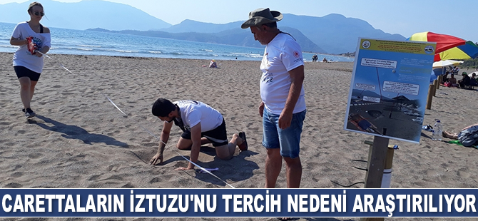 Carettaların yumurtlamak için İztuzu ile Çalış plajlarını tercih nedeni araştırılıyor