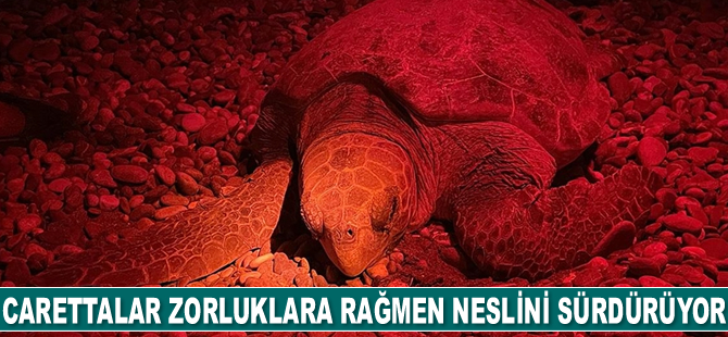 Caretta carettalar zorluklara rağmen neslini sürdürüyor