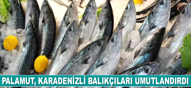 Palamut, balıkçıları umutlandırdı