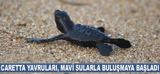 Caretta caretta yavruları, mavi sularla buluşmaya başladı