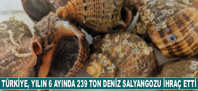 Türkiye, yılın 6 ayında 239 ton deniz salyangozu ihraç etti