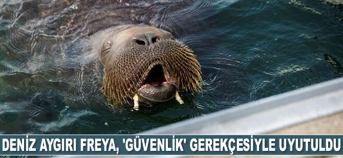 Deniz aygırı Freya, 'güvenlik' gerekçesiyle uyutuldu