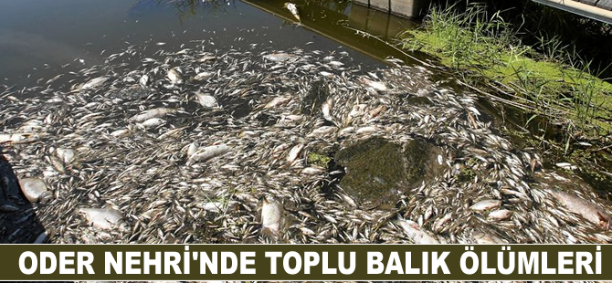 Polonya'nın Oder Nehri'ndeki toplu balık ölümlerinin nedeni araştırılıyor