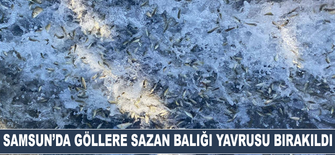 Samsun'da göllere 2 milyon 524 bin sazan balığı yavrusu bırakıldı