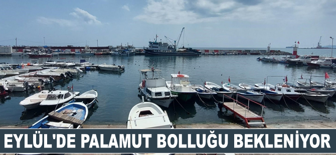 Eylül'e sayılı günler kaldı: Palamut bolluğu bekleniyor