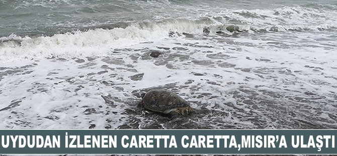 Uydu cihazı takılarak izlenen caretta caretta ‘Esin’, 24 günde Mısır’a ulaştı