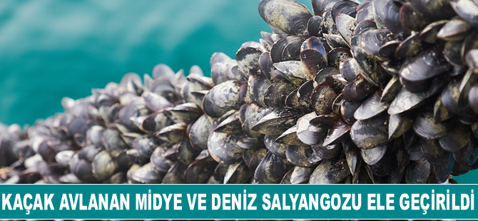 Kaçak avlanan 2,5 ton midye ve 500 kilo deniz salyangozu ele geçirildi