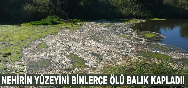 Bakırçay'daki toplu balık ölümüyle ilgili harekete geçildi