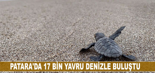 Patara'da 17 bin yavru caretta caretta denizle buluştu