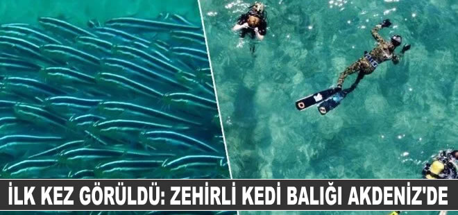 İlk kez görüldü: Zehirli kedi balığı Akdeniz'e yerleşti