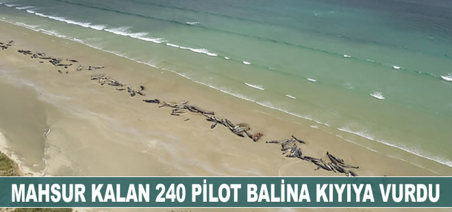 Yeni Zelanda'da 240 pilot balina kıyıya vurdu