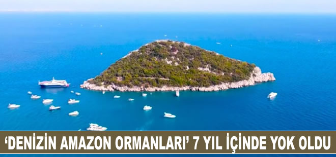 Denizin Amazon ormanları 7 yıl içinde böyle yok oldu