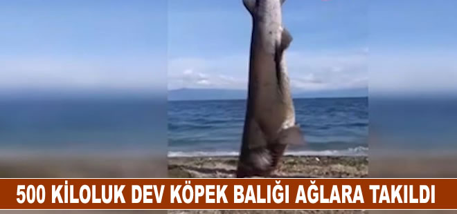 500 kiloluk dev köpek balığı ağlara takıldı