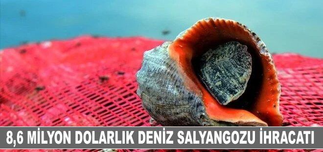 Türkiye'den 9 ayda 8,6 milyon dolarlık deniz salyangozu ihracatı