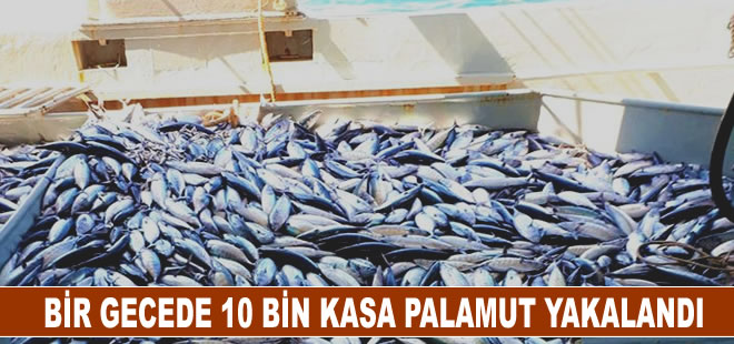 Denizden palamut fışkırdı, 10 bin kasa palamut yakaladılar