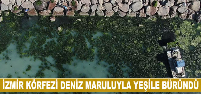 İzmir Körfezi deniz maruluyla yeşile büründü