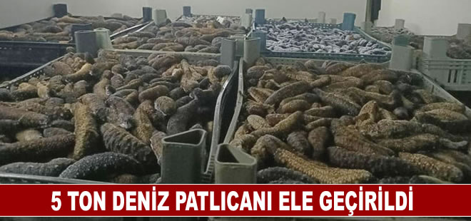 Çanakkale'de kaçak avlanan 5 ton deniz patlıcanı ele geçirildi