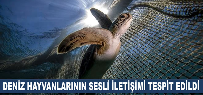 İletişim kuramadığı düşünülen bazı deniz hayvanlarının sesli iletişimi tespit edildi