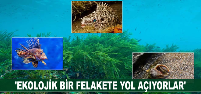 İstilacı türler ekolojik bir felakete yol açıyorlar