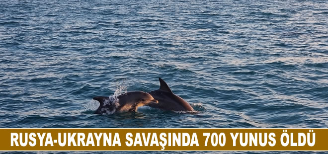 Rusya-Ukrayna savaşının başlangıcından bu yana Karadeniz’de 700 yunus öldü