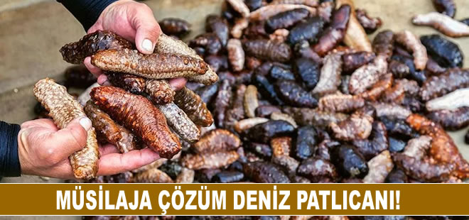 Müsilaja çözüm deniz patlıcanı!