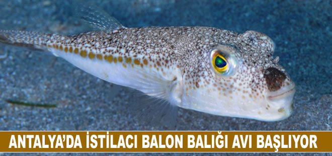 Antalya’da balon balığı avlama yarışması başlıyor