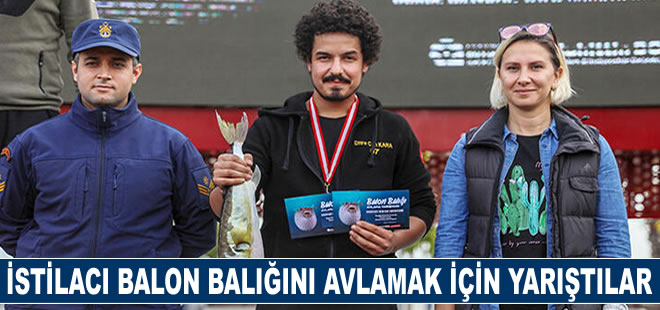 İstilacı balon balığını avlamak için yarıştılar