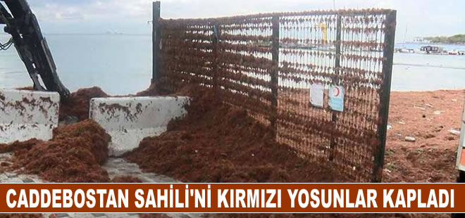 İstanbul'da etkili olan lodos sonrası Caddebostan Sahili kırmızı yosunla kaplandı.