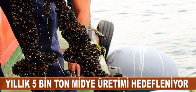 Sinop'taki midye tesislerinde yıllık 5 bin ton dolayında üretim hedefleniyor