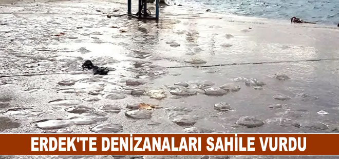 Erdek'te lodos nedeniyle denizanaları sahile vurdu