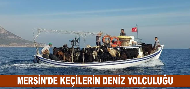 Mersin’de keçileri otlatmak için tekne ile Dana Adası’na götürdüler