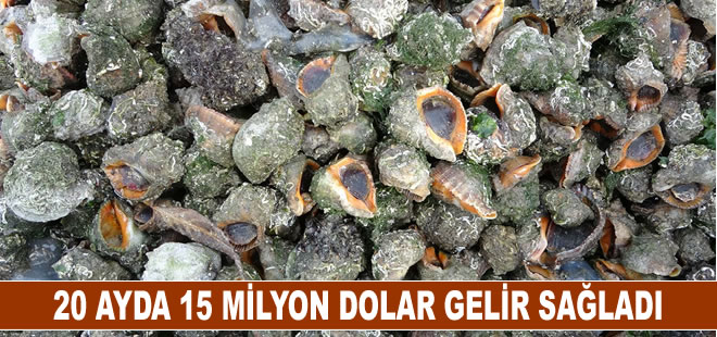 Deniz salyangozu 20 ayda 15 milyon dolar gelir sağladı