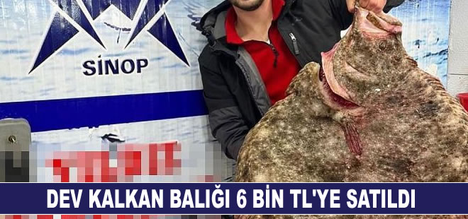 Karadeniz'de avlanan dev kalkan balığı 6 bin TL'ye satıldı