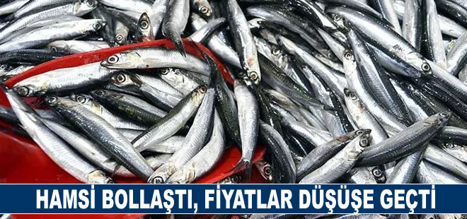 Hamsi bollaştı, fiyatı yarı yarıya düştü