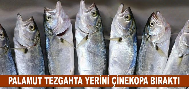 Palamut tezgahta yerini çinekopa bıraktı